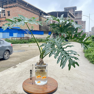 春羽水培植物大叶龙鳞春羽桌面绿植室内老桩盆栽四季长绿好养易活