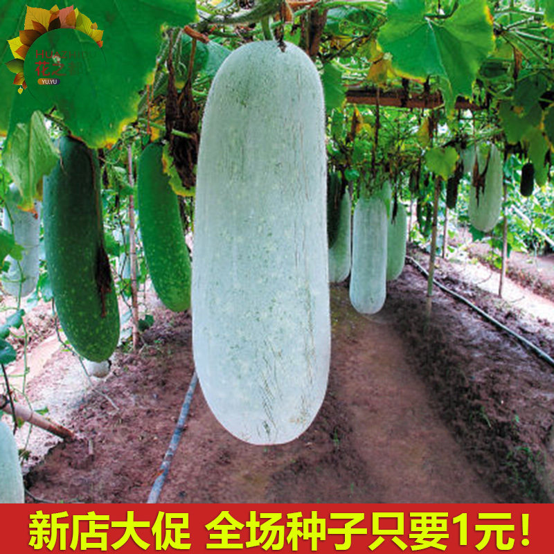 冬瓜苗的价格 冬瓜苗的优惠券 冬瓜苗十大排行榜 冬瓜苗淘宝哪家好 绝对值