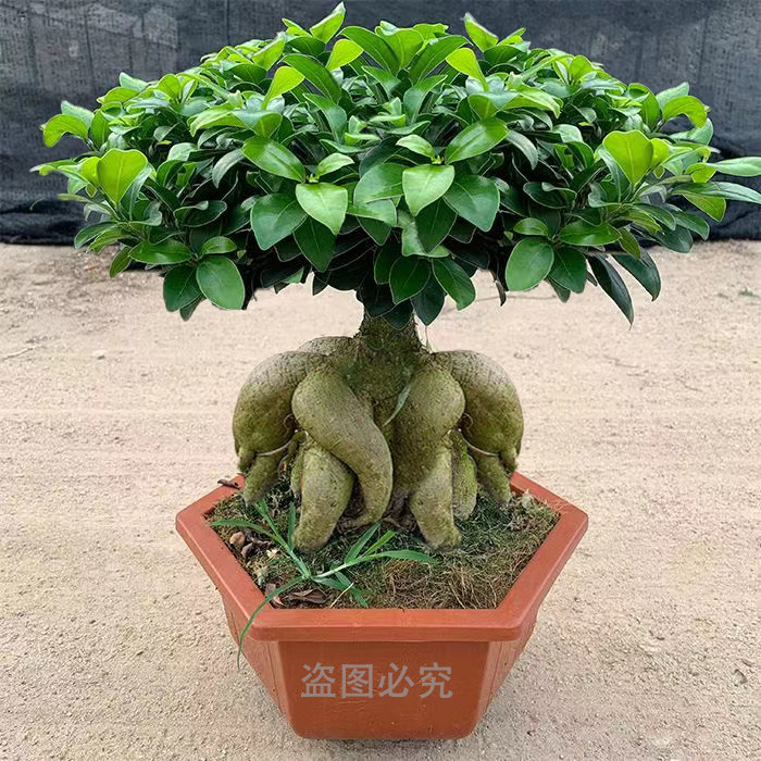 新疆包邮人参金钱8字榕树盆景大苗绿植花卉四季常青好养客厅阳台