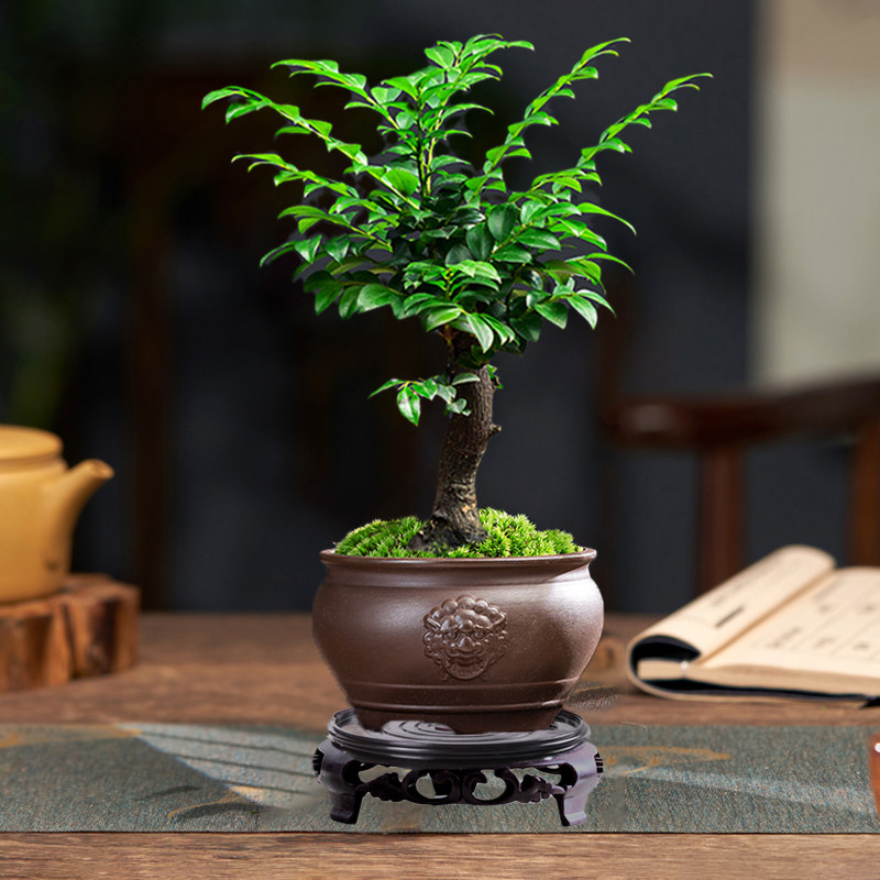 小叶紫檀木盆景盆栽树苗室内四季好养活办公室桌面老桩造型绿植物
