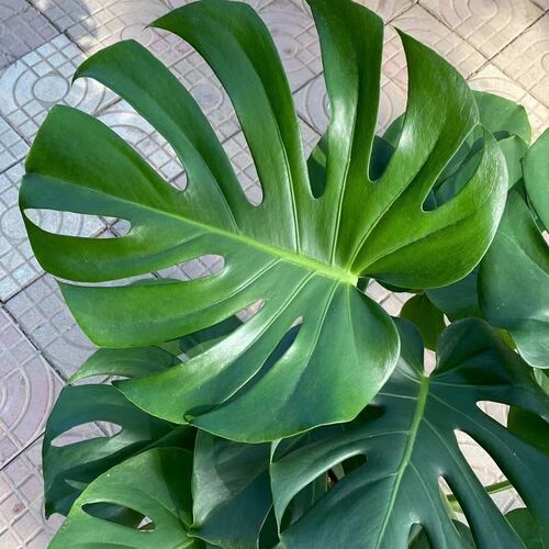 新品龟背竹 植物 室内除甲醛盆栽D客厅大龟背叶北欧网红好养净化