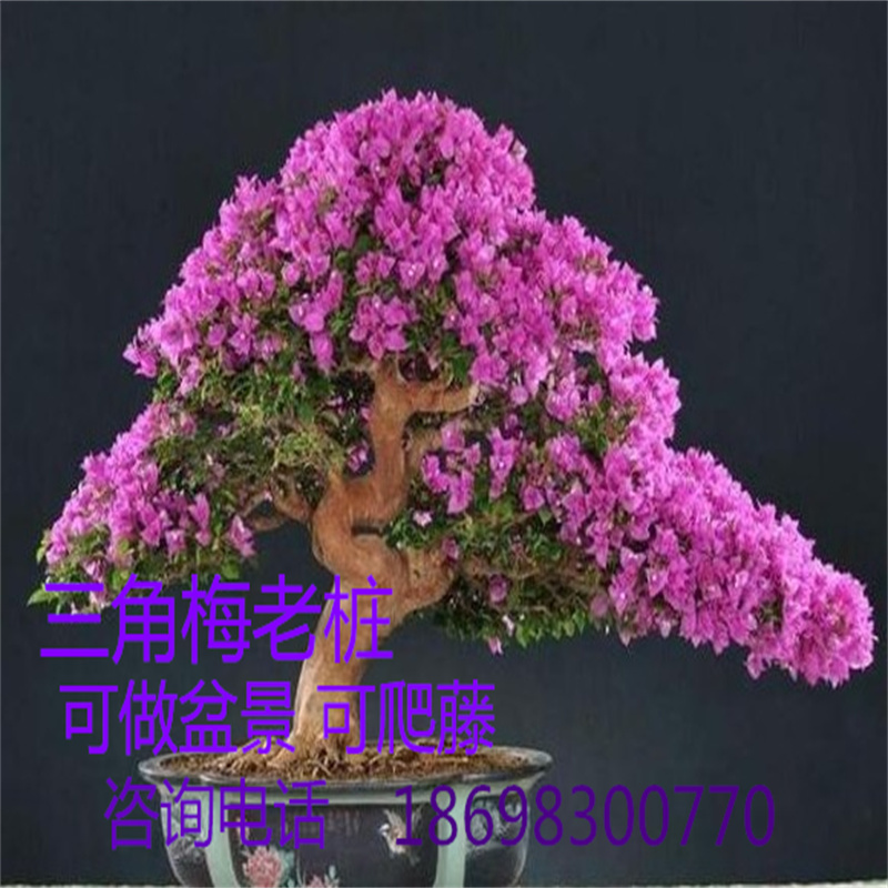 极速三角梅盆景素材老桩三角梅 爬藤三角K梅老桩 四季开花三角梅