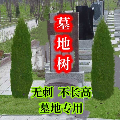 清明洒金柏塔柏树苗墓地招财