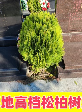 松柏树苗洒金柏树苗 黄金柏球盆栽 绿篱龙柏塔柏侧柏耐寒植物庭院