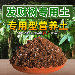 土中土发财树盆栽专用土营养土绿萝金钱树专用泥炭土肥料专用肥土