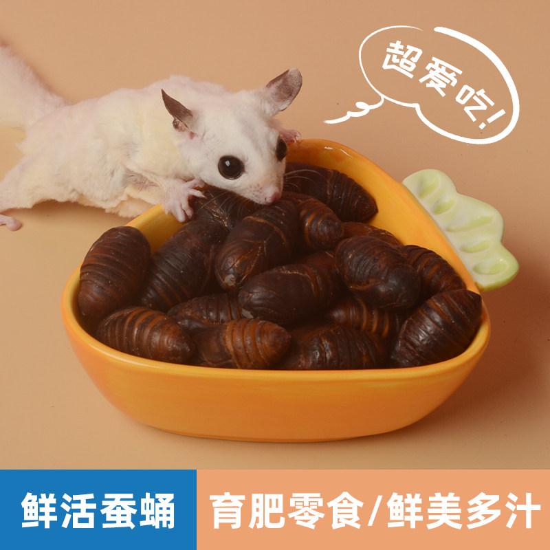 仓鼠零食蜜袋鼯花枝鼠蝉蛹增肥粮食松鼠蜜袋鼬高蛋白用品