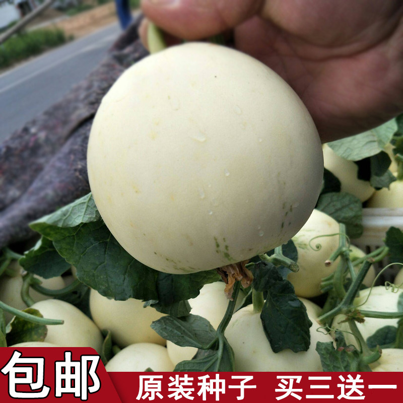 【种子】白沙蜜香瓜种籽白色超甜水果瓜果蔬菜种孑甜瓜薄皮圆形