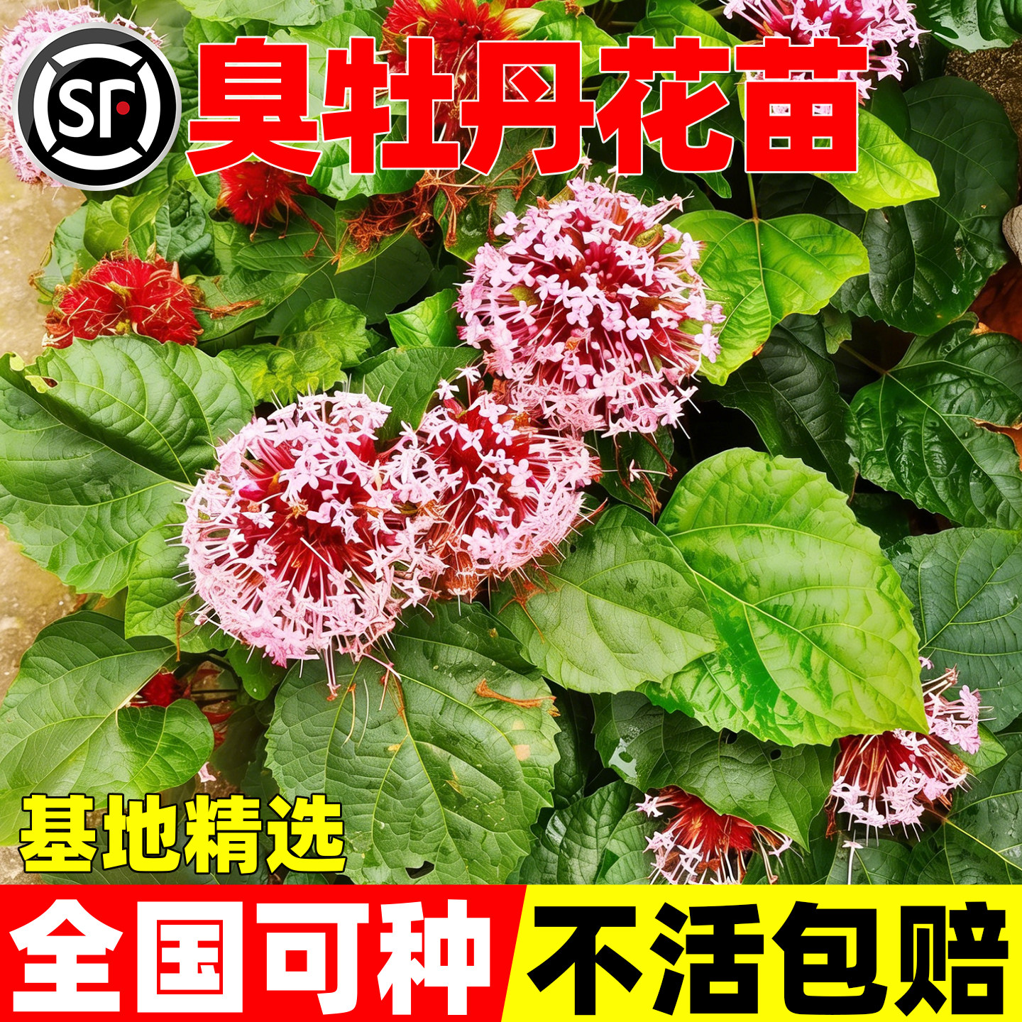 野生臭牡丹苗矮桐子臭风根臭八宝臭芙蓉根苗盆栽新鲜中草药材种苗