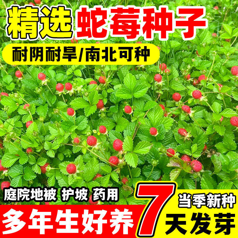 蛇莓种子野生草莓多年生园林盆栽地被点缀花籽四季苗花卉中药材