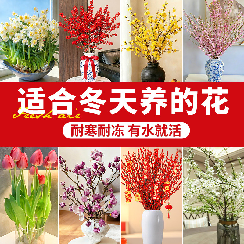 适合冬天养的花水培鲜枝雪柳室内耐寒好养腊梅浓香花卉桌面绿植物