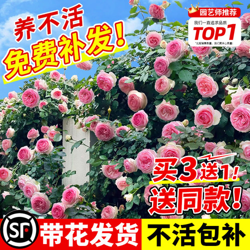 蔷薇花苗藤本月季特大花耐寒庭院