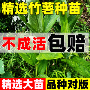 竹薯种子苗新鲜种苗竹芋竹薯冬薯冬笋苓薯节薯现挖现卖东京薯竹薯