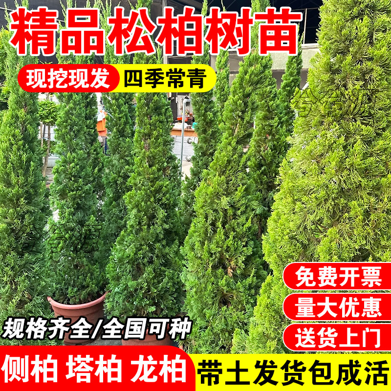 松柏树苗四季常青柏树塔柏图片
