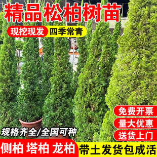 松柏树苗盆景盆栽墓前树侧柏松柏塔柏树苗四季常青带土发货耐寒苗