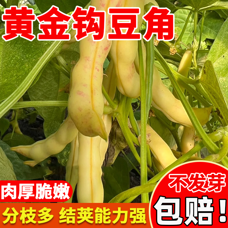 黄金钩豆角种子四季早熟蔬菜种