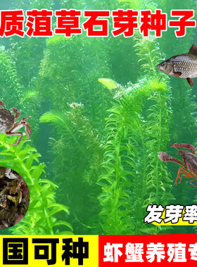 菹草石芽种子麦黄种草虾藻石芽养