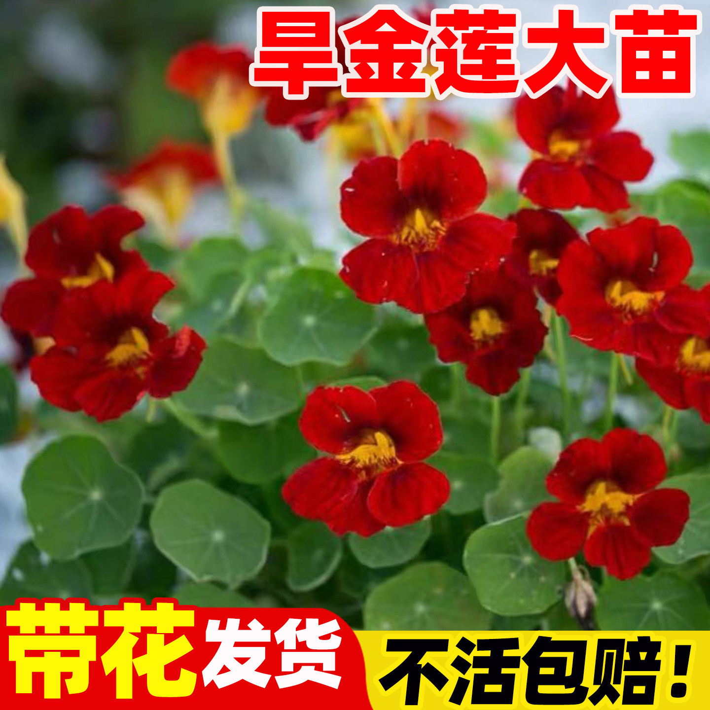 旱金莲花苗旱荷花种籽多季开花种孑垂吊爬藤室内阳台盆栽花卉植物