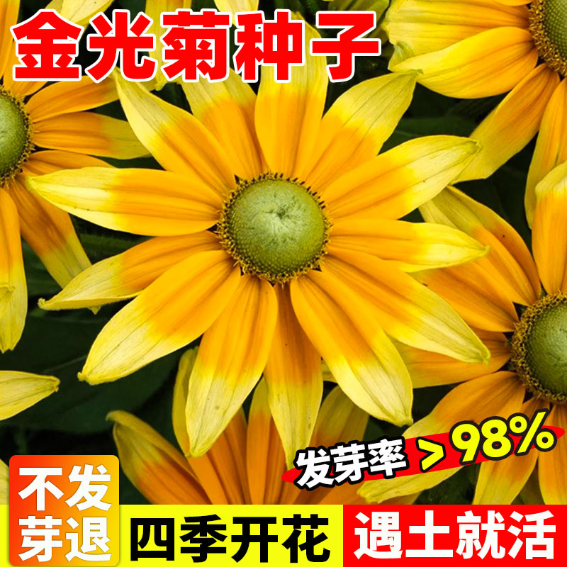 金光菊种子阳台庭院室外盆图片