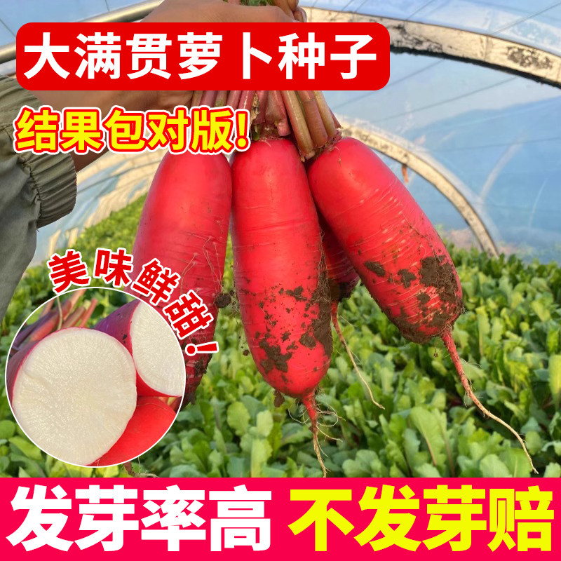 大满贯萝卜种子高产早熟满身红水果萝卜种子红皮白心庭院种植易活