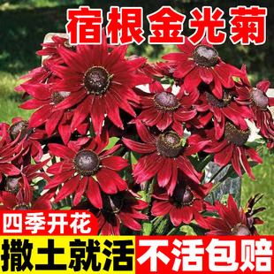 宿根金光菊种子四季播种开花黑烟苏珊花种冬天庭院室外盆栽种籽孑
