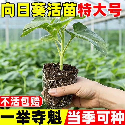 向日葵活苗特大号可食用带花苞种