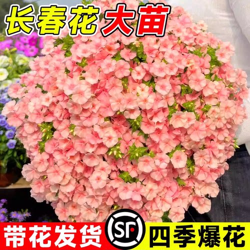 长春花盆栽带花苞多年生绿植庭院