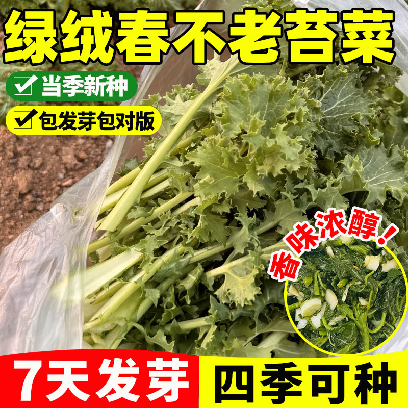 绿绒春不老苔菜种籽花叶苔菜种子