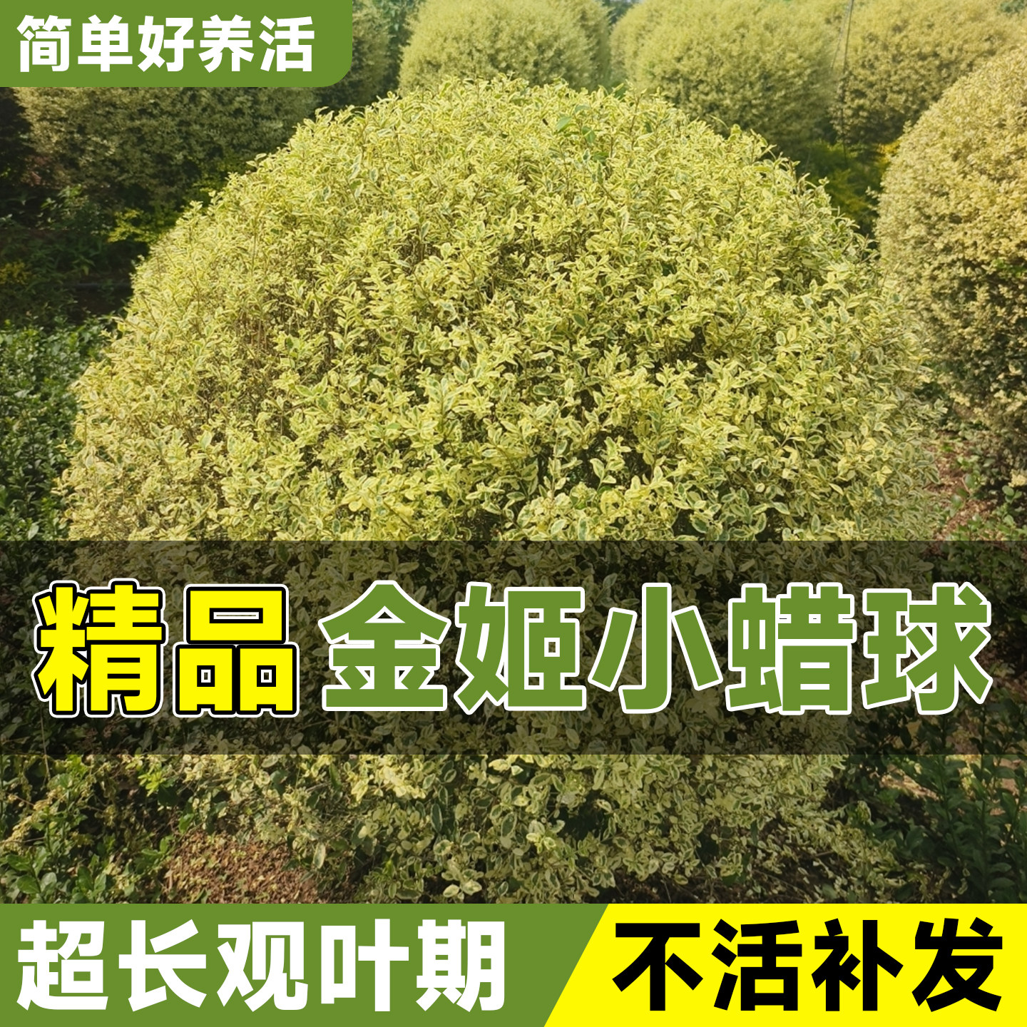 金姬小蜡球盆栽多年生银姬小