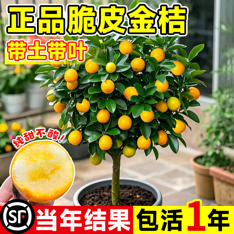 金桔树盆栽可食用四季橘子