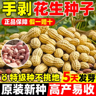 高产花生种子红皮山东早熟花生种子优质四粒红花生种子蔬菜种籽孑