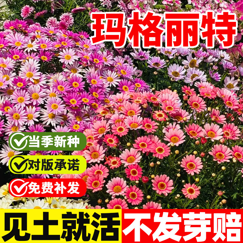 玛格丽特花种子籽四季种植庭院阳台盆栽易活花卉种子波斯菊花种子