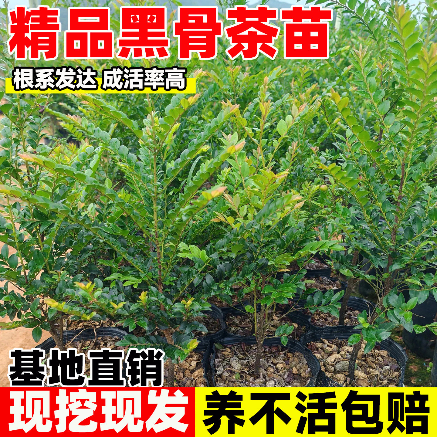 黑骨茶树苗好养四季常青绿植台湾小叶紫檀树苗盆景阳台室内外盆栽