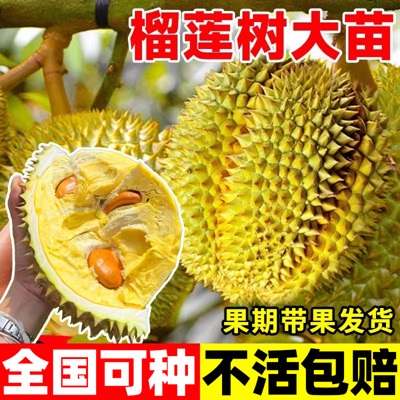 榴莲树果苗当年结果苗猫山王榴莲