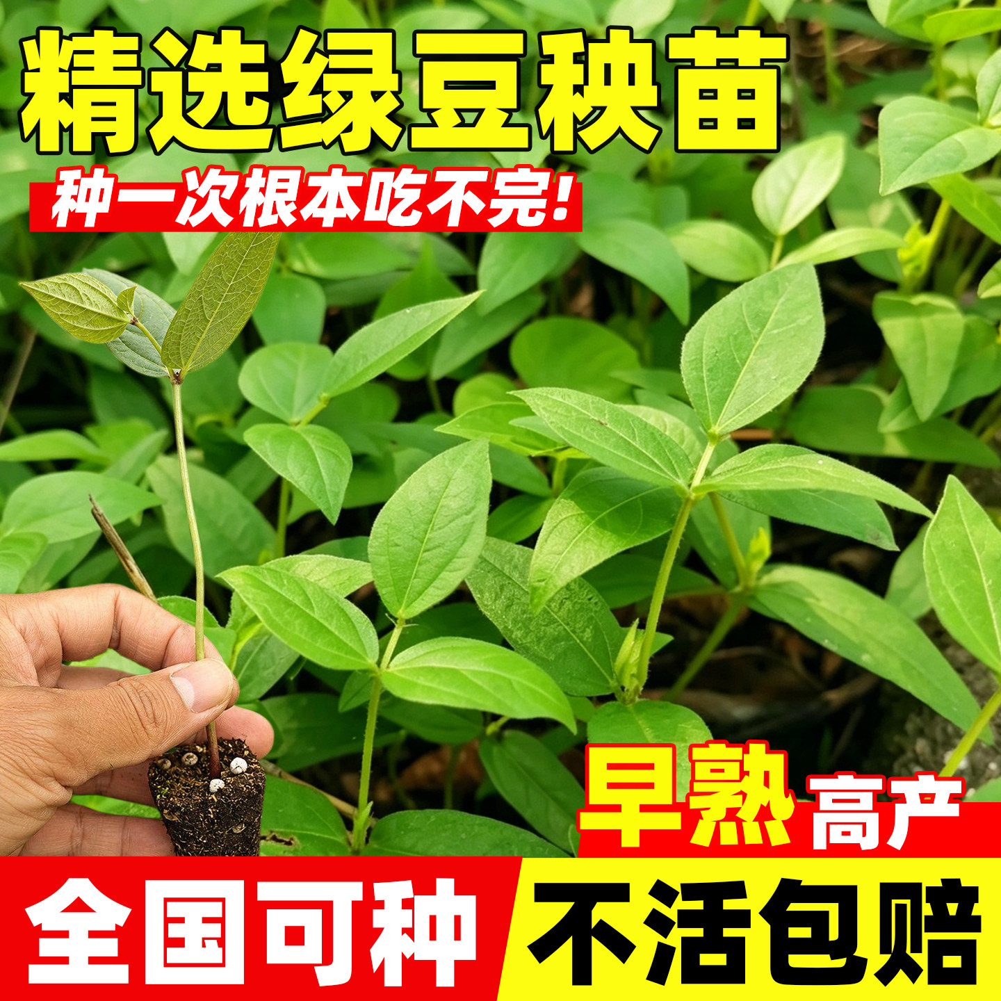 新鲜绿豆苗速生高产鲜嫩大苗居家水培盆栽四季种植可食用蔬菜秧苗
