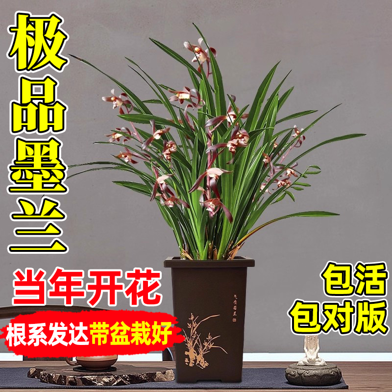 浓香墨兰盆栽带花盆贺岁兰室内