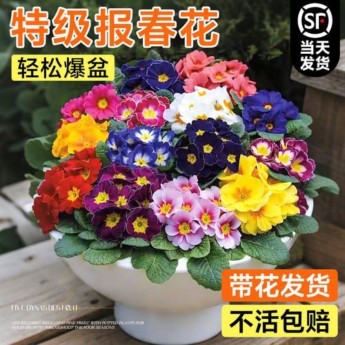 报春花盆栽带花苞玫瑰重瓣花苗种