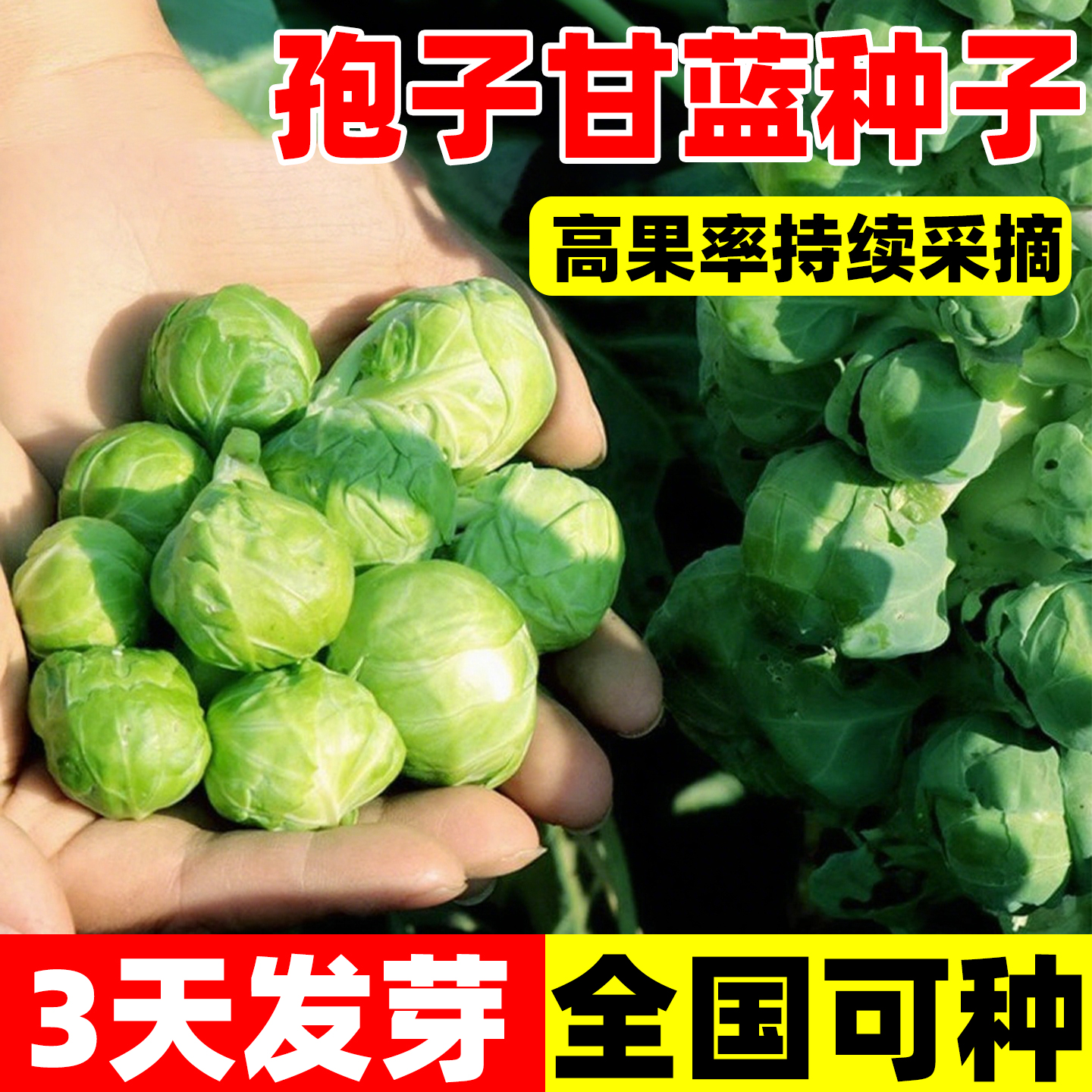 孢子甘蓝种子优质四季蔬菜种籽