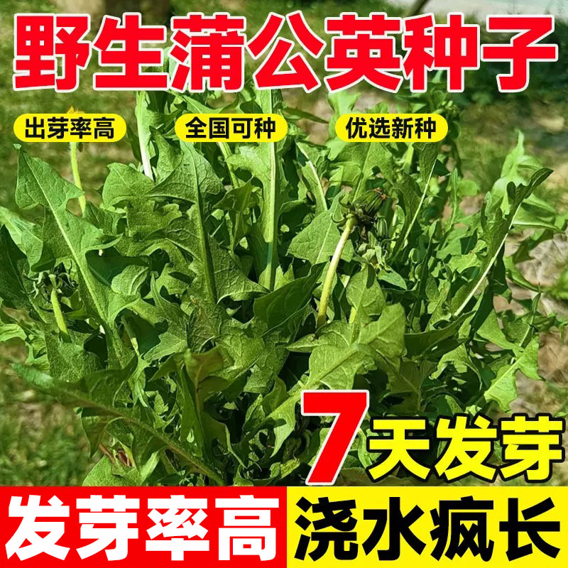 蒲公英种子食用野菜种籽子四季播种易活阳台庭院盆栽菜种孑婆婆丁