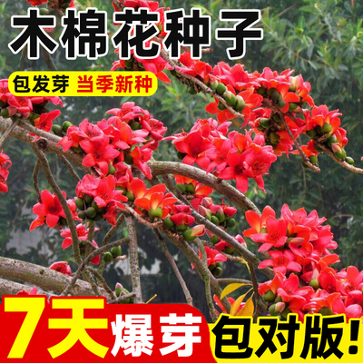 木棉花种子美人树公园绿化苗木