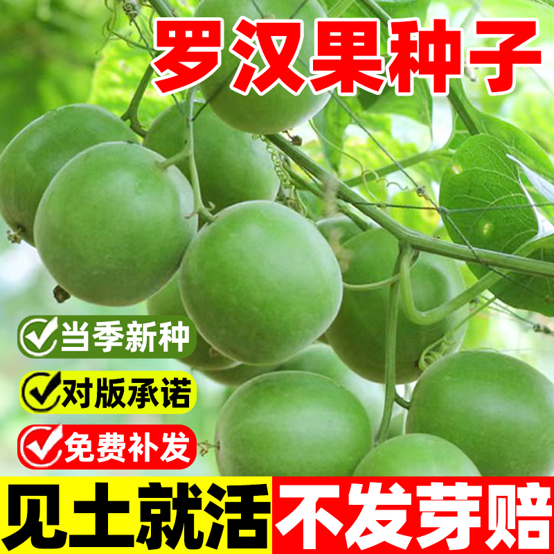 罗汉果种子树苗庭院阳台盆