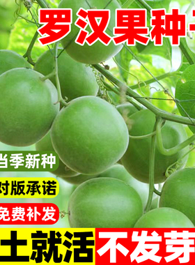 罗汉果种子罗汉果树苗庭院阳台种苗盆栽罗汉果苗当年挂果大田种植