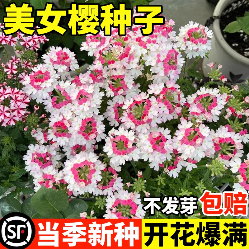 美女樱种子细叶美女樱花籽四季