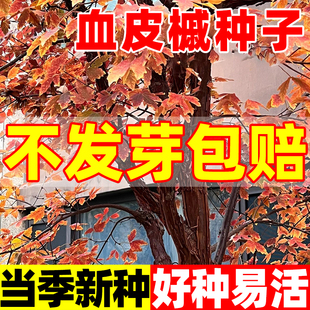 血皮槭种子鸡爪槭种子四季种植庭院绿化山造护坡花卉复叶糖槭种籽