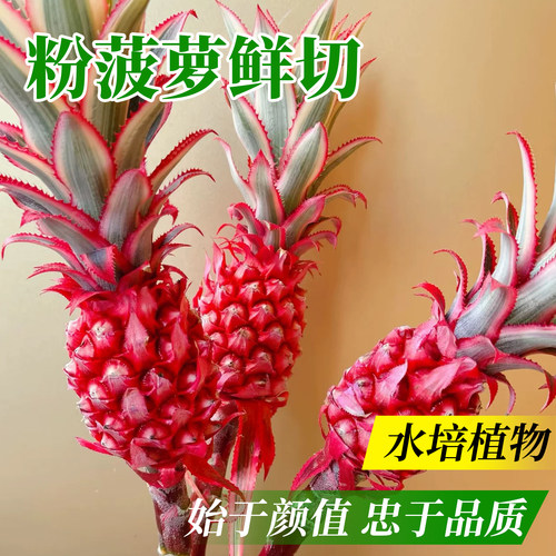 新鲜进口水培鲜花室内客厅桌面