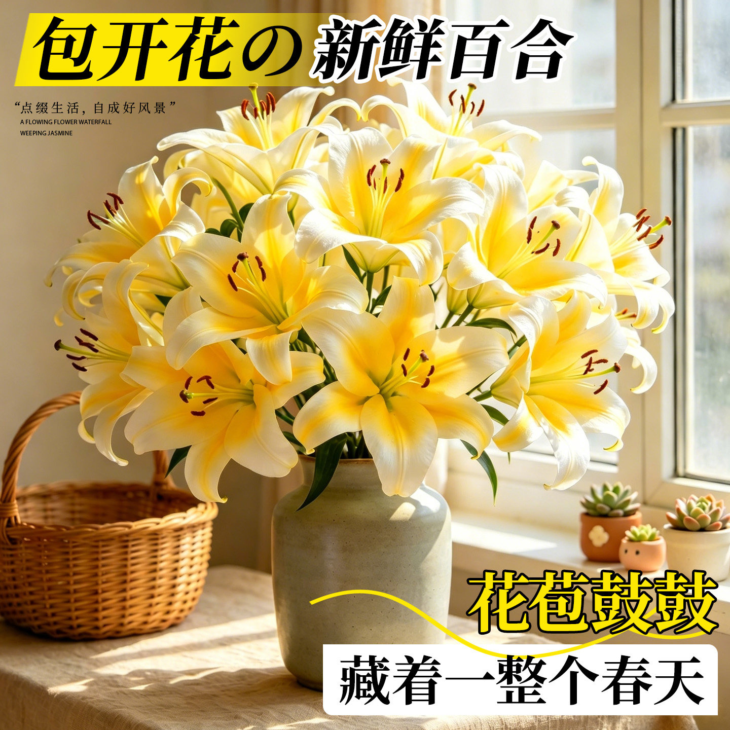云南直发皇帝皇后多头大花苞浓香
