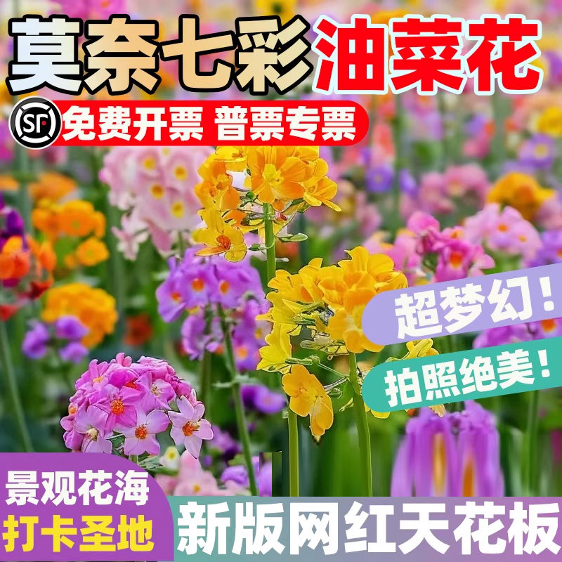 莫奈七彩油菜种子网红油菜花籽矮