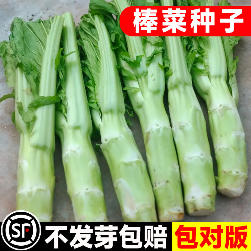 特大棒菜种子四季播青笋头图片