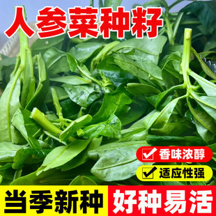 人参菜种籽四季早熟抗病高产高丽参土人参种子农家菜园种植易成活