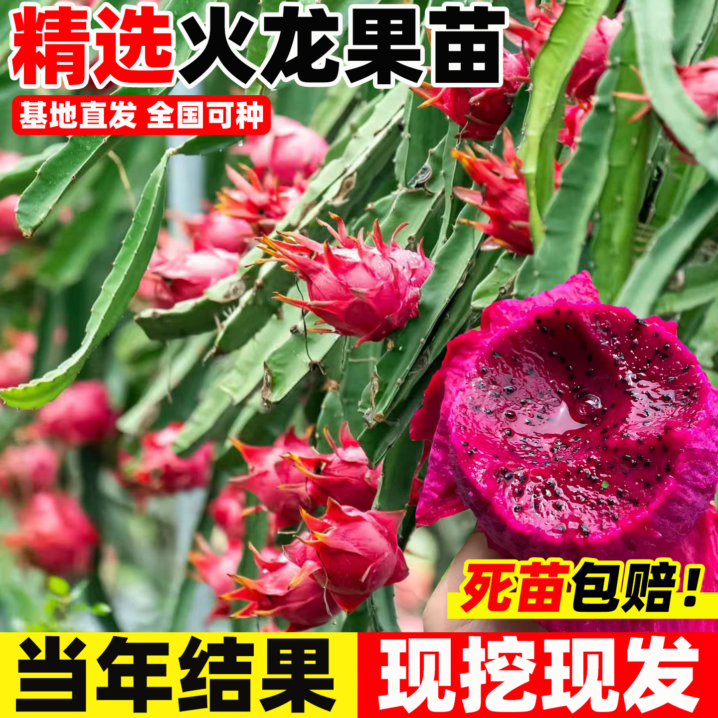 红心火龙果树苗盆栽嫁接南北方四季种植水果树苗阳台庭院当年结果