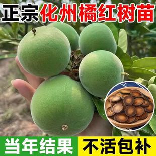 化橘红树苗嫁接苗正宗化州桔红八仙果树庭院南方种植四季结果果苗